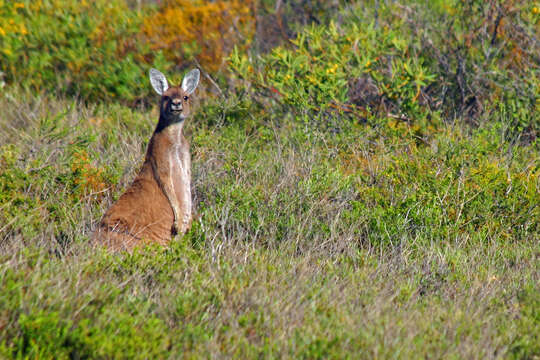 Image of red kangaroo