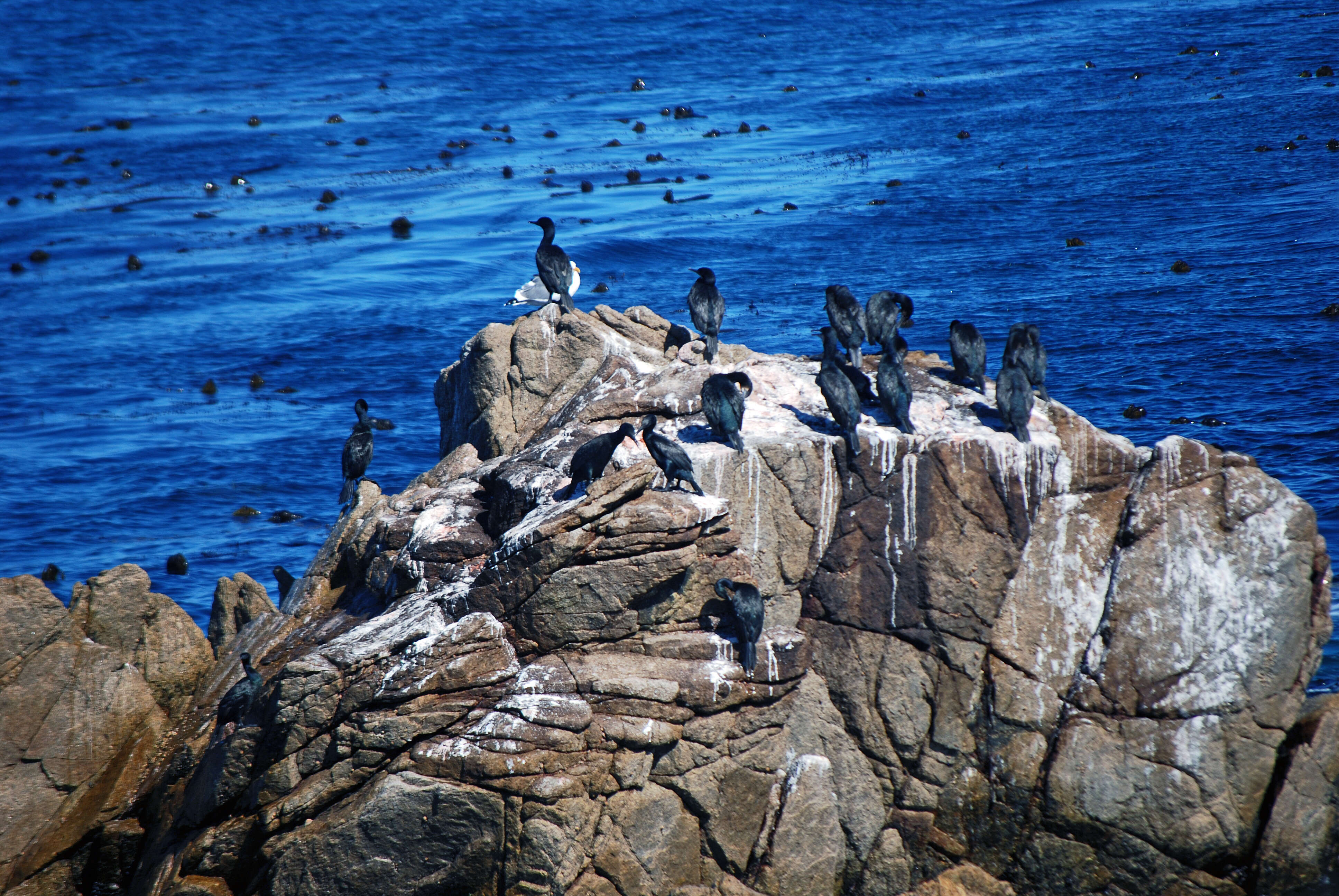 Image of Phalacrocorax Brisson 1760