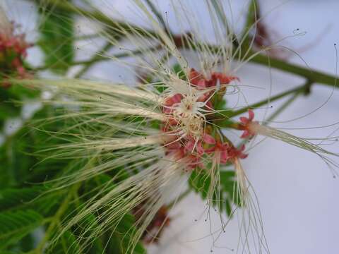 Image de Albizia pedicellaris (Dc.) L. Rico