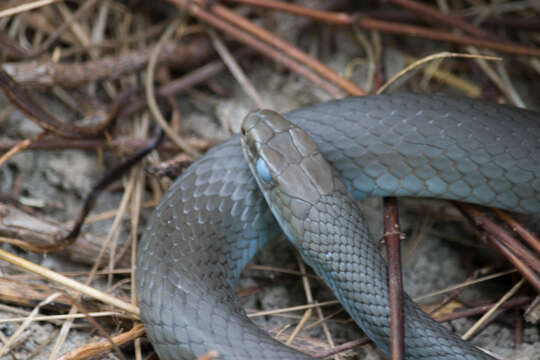 Coluber constrictor constrictor Linnaeus 1758的圖片