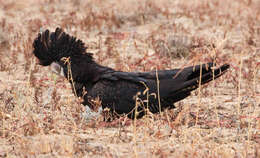 Image of Calyptorhynchus Desmarest 1826