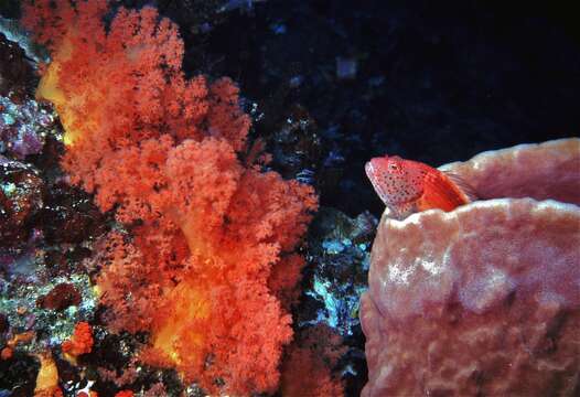 Image of Blackside Hawkfish