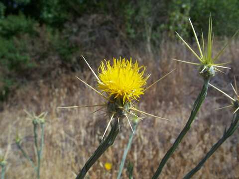 Centaurea solstitialis L. resmi