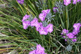 Image of Fringe lily