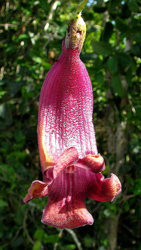 Imagem de Jacaranda jasminoides (Thunb.) Sandwith