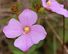 Imagem de Rhexia nuttallii C. W. James