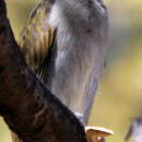 Image of Lesser Honeyguide