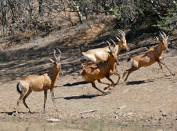 Image of Hartebeest