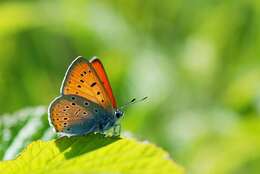 Image of Lycaena