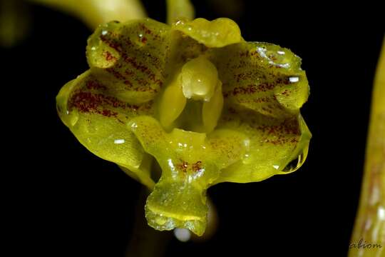 Dendrobium panduriferum Hook. fil.的圖片