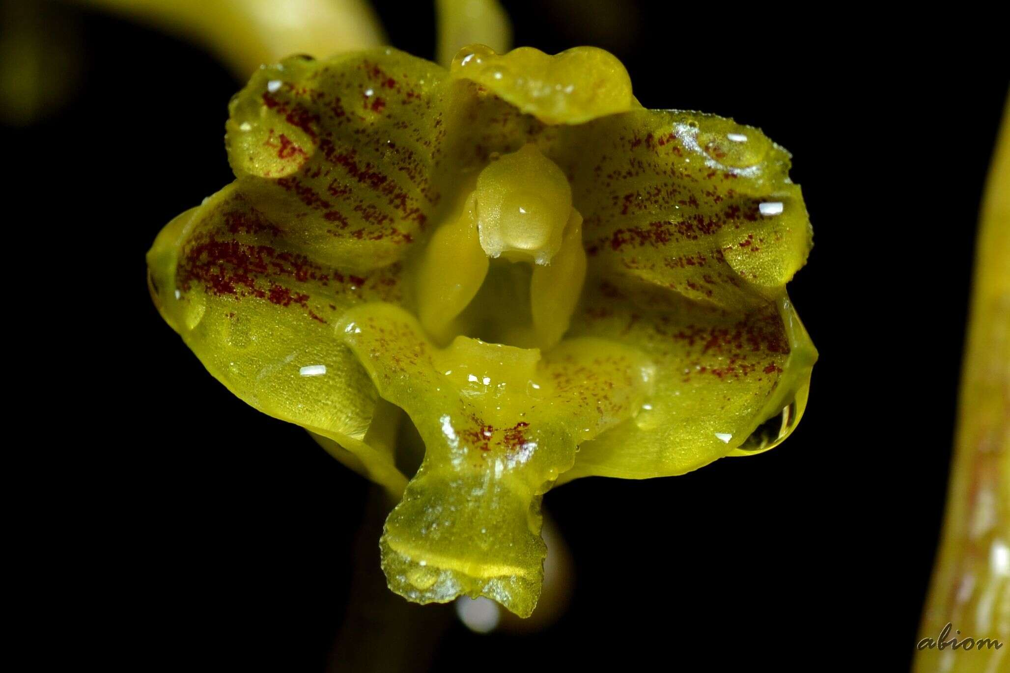 Image of Dendrobium panduriferum Hook. fil.