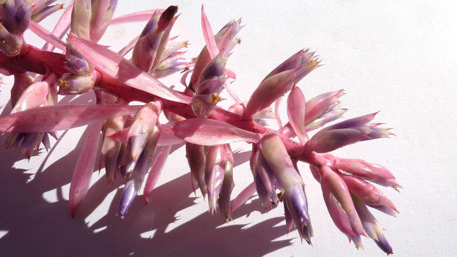 Image of Aechmea marauensis Leme