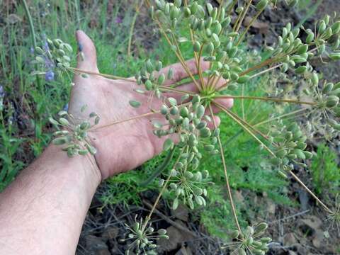 Image of carrotleaf biscuitroot