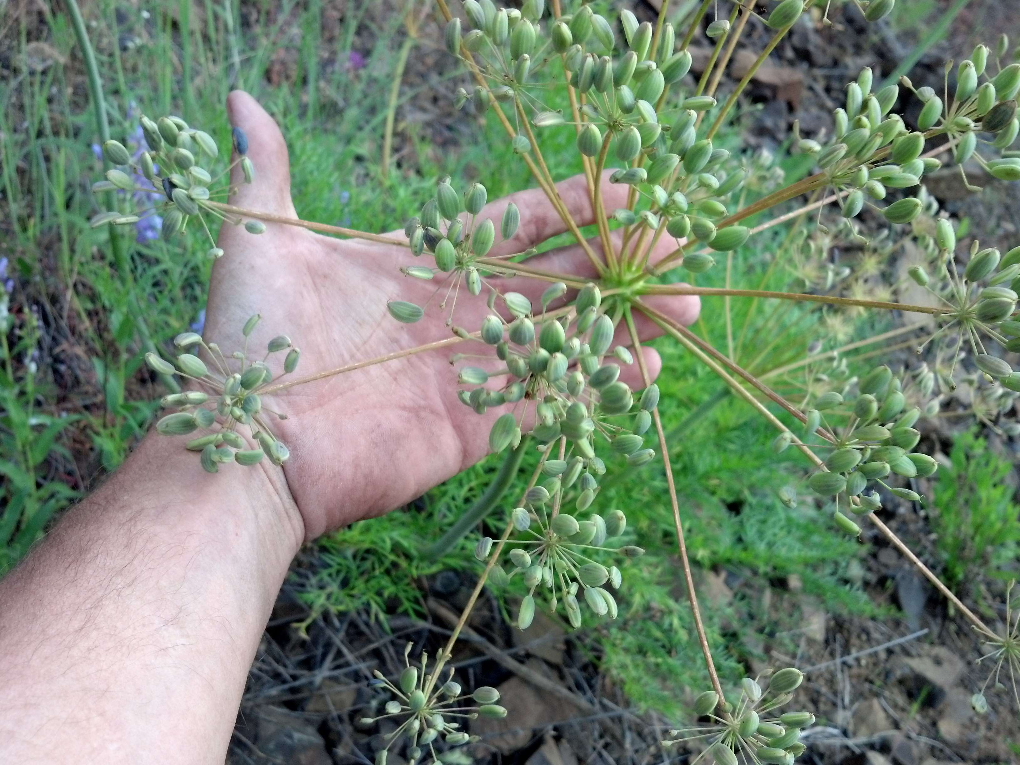 Imagem de Lomatium multifidum (Nutt.) R. P. Mc Neill & Darrach