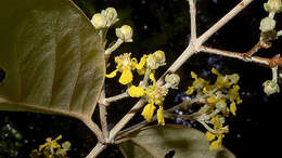 صورة Niedenzuella sericea (A. Juss.) W. R. Anderson