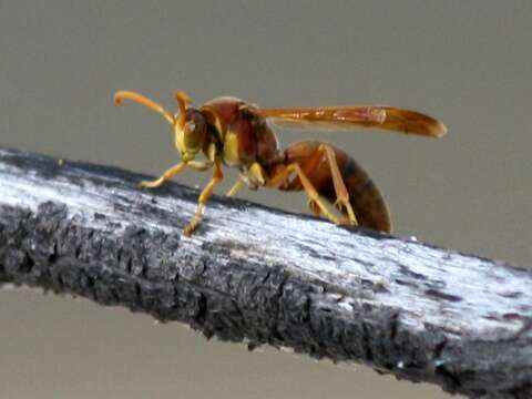 Image of Polistes stigma (Fabricius 1793)