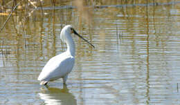 Image of spoonbill, eurasian spoonbill