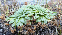 Image of Plantago triantha Spreng.