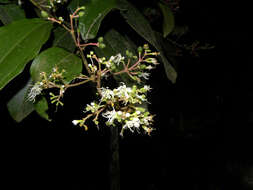 Image of Miconia hondurensis Donn. Sm.