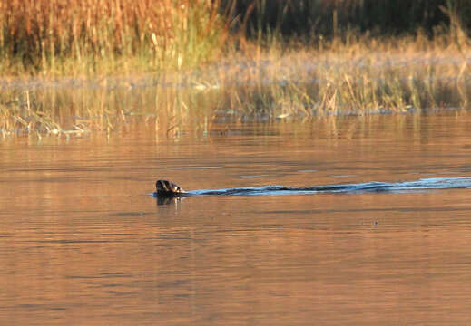 Image of African Clawless Otter