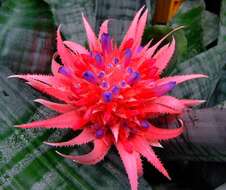 Слика од Aechmea fasciata (Lindl.) Baker