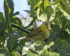 Image of Leiothlypis Sangster 2008