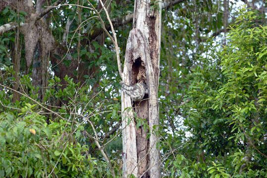 Image of Avicularia