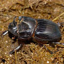 Image de Copris denticulatus Nguyen-phung 1988