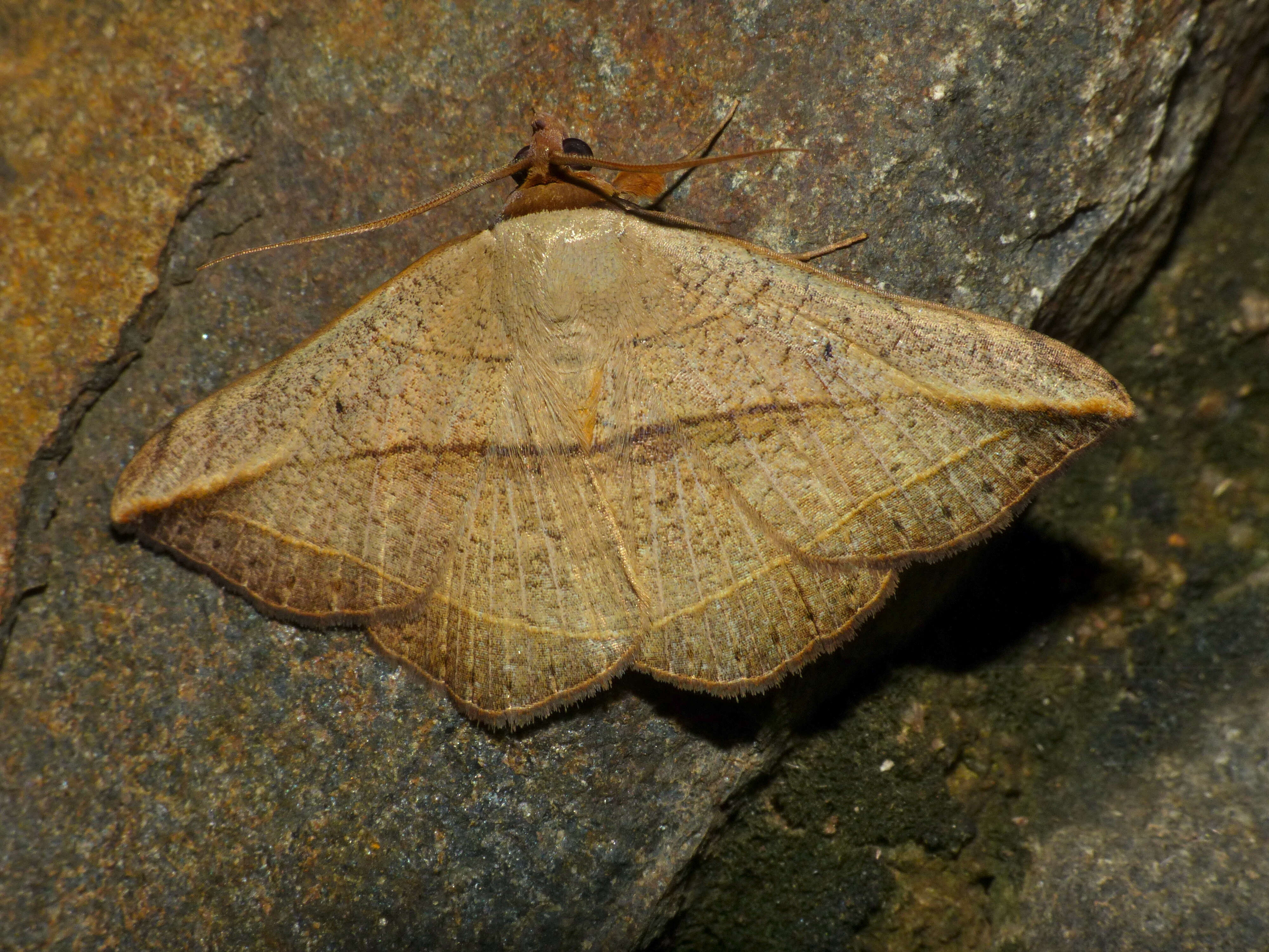 صورة Entomogramma pardus Guenée 1852