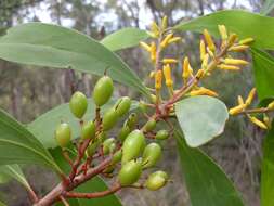 Image of Persoonia levis (Cav.) Domin