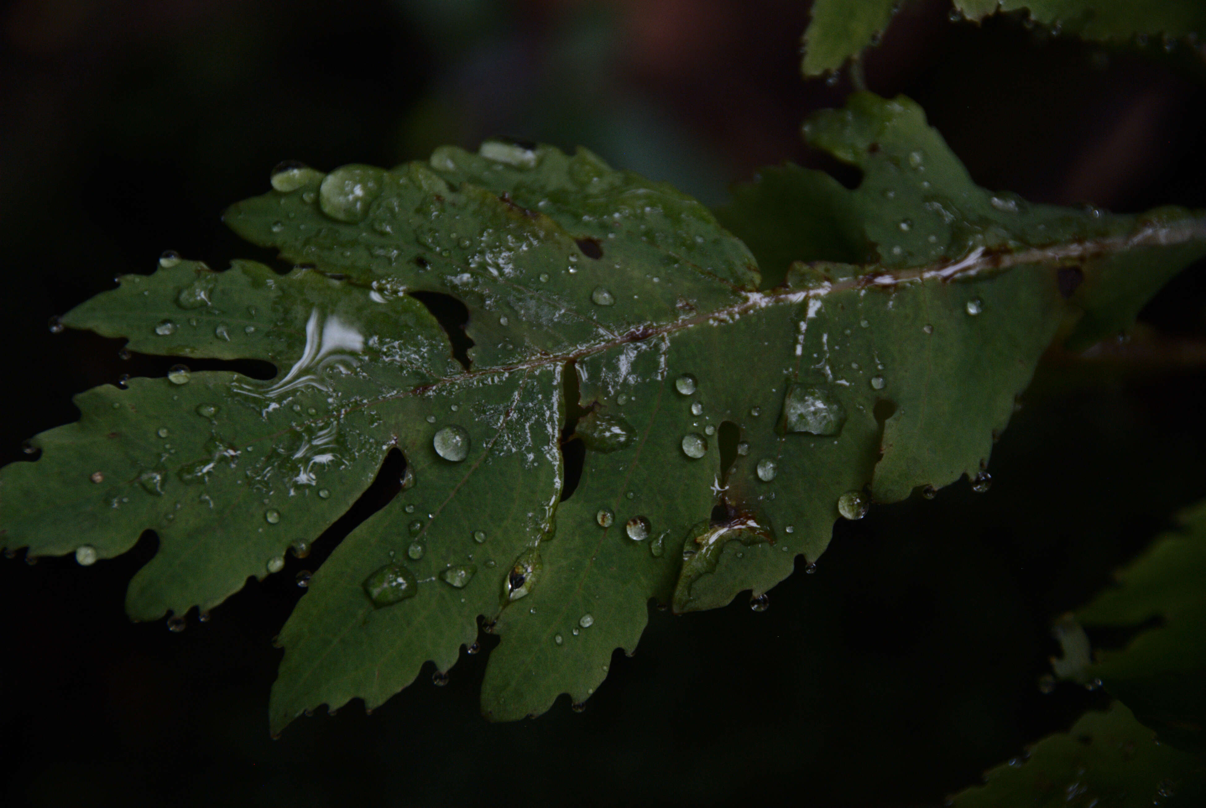 Image of parrotweed