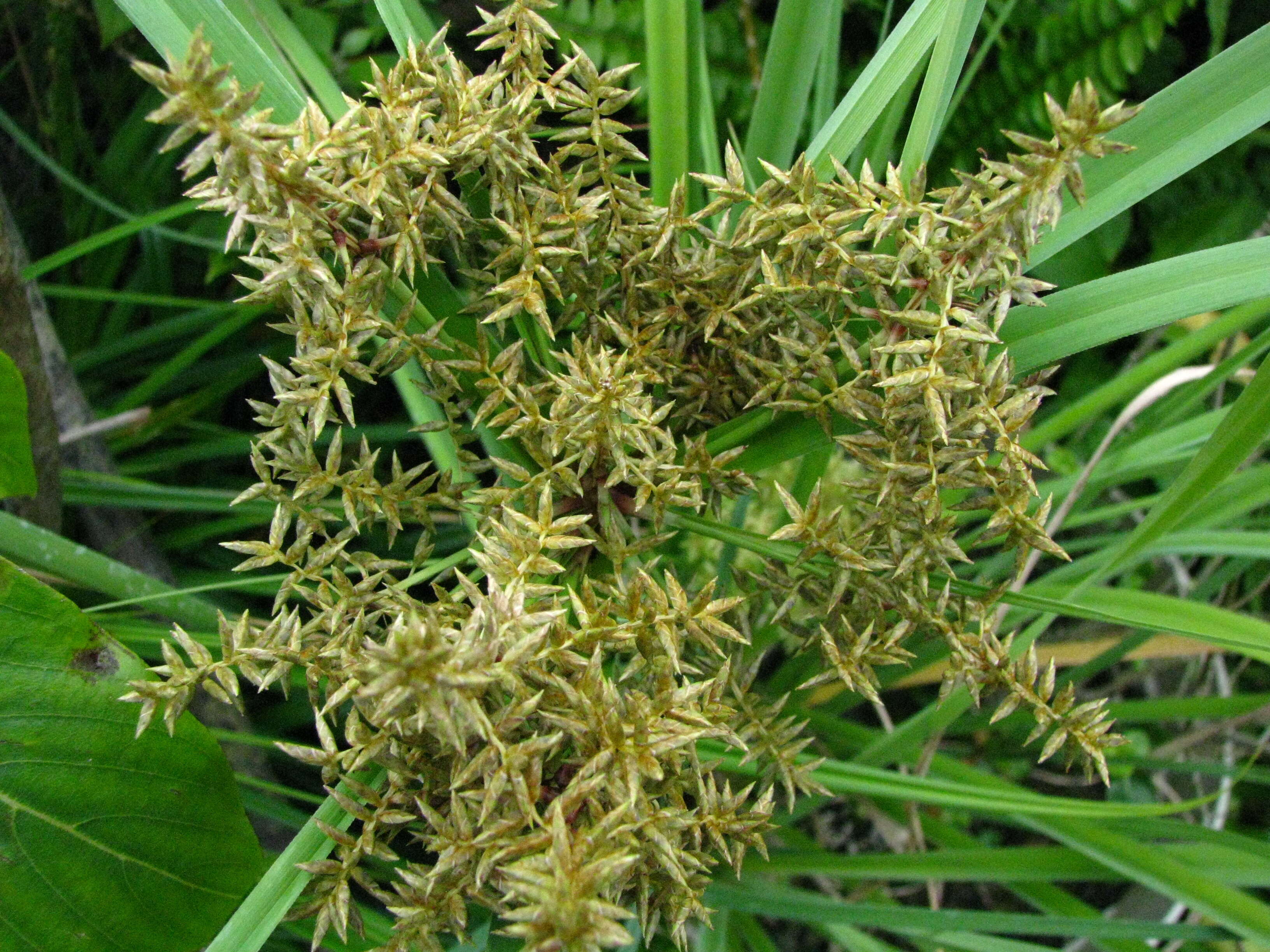 Image of Javanese flatsedge