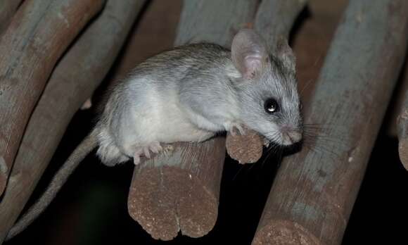Image of Acacia Rats