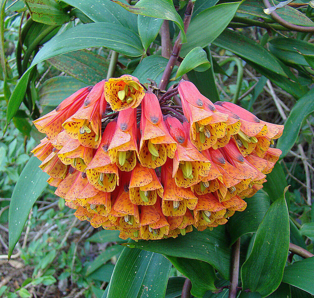 Image of Bomarea hirsuta (Kunth) Herb.