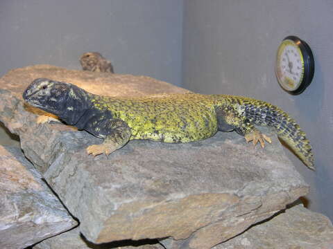 Imagem de Uromastyx dispar Heyden 1827