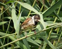 Image of Common Reed Bunting