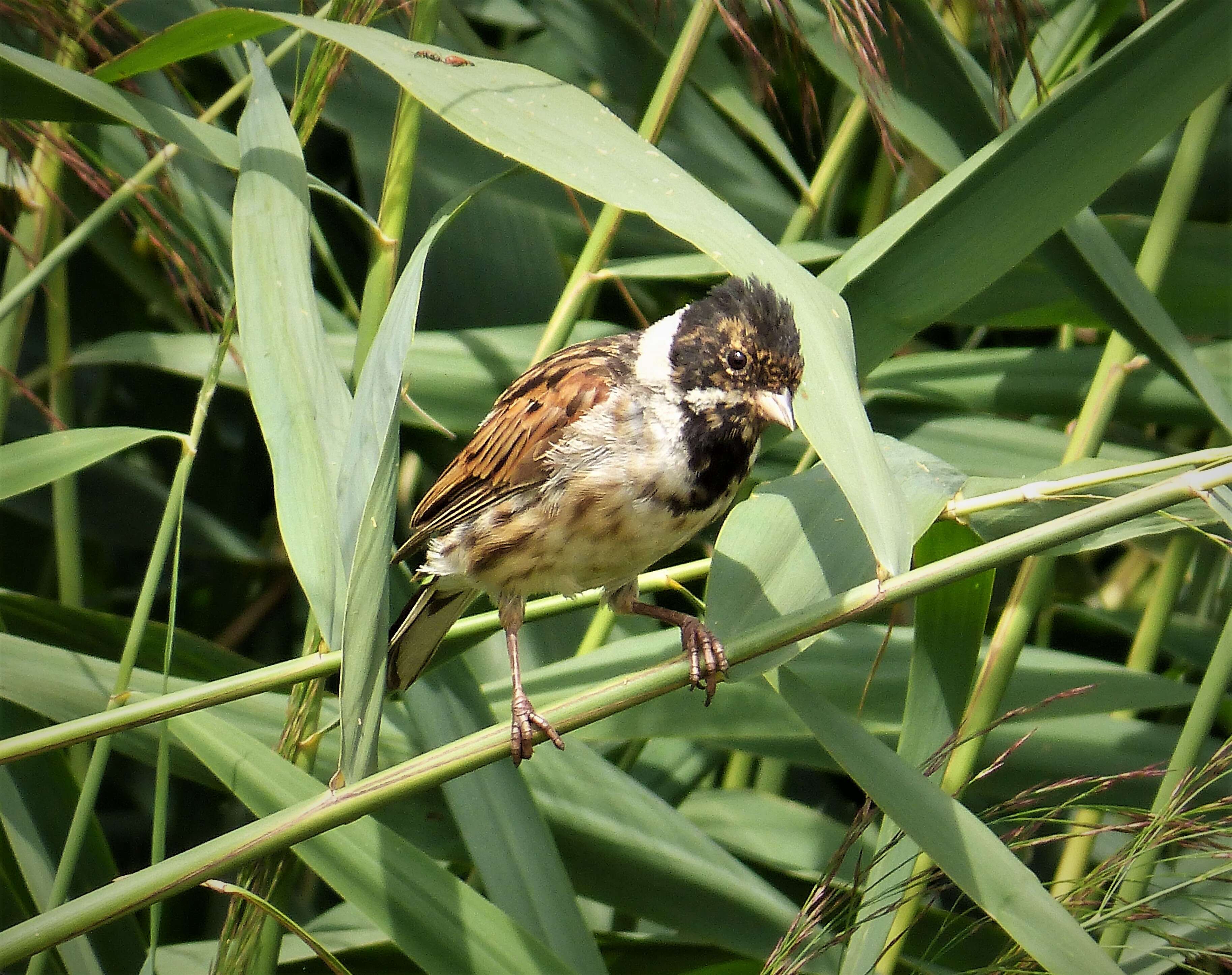 Image of Emberiza Linnaeus 1758