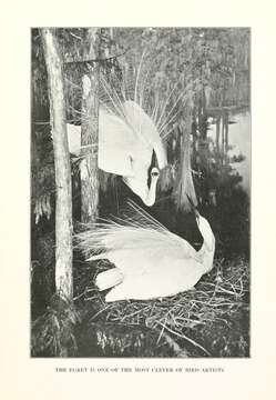 Image of Egretta Forster & T 1817