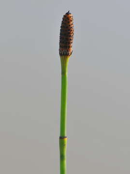 Image of boston horsetail