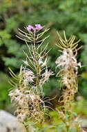 Image of rosebay willowherb