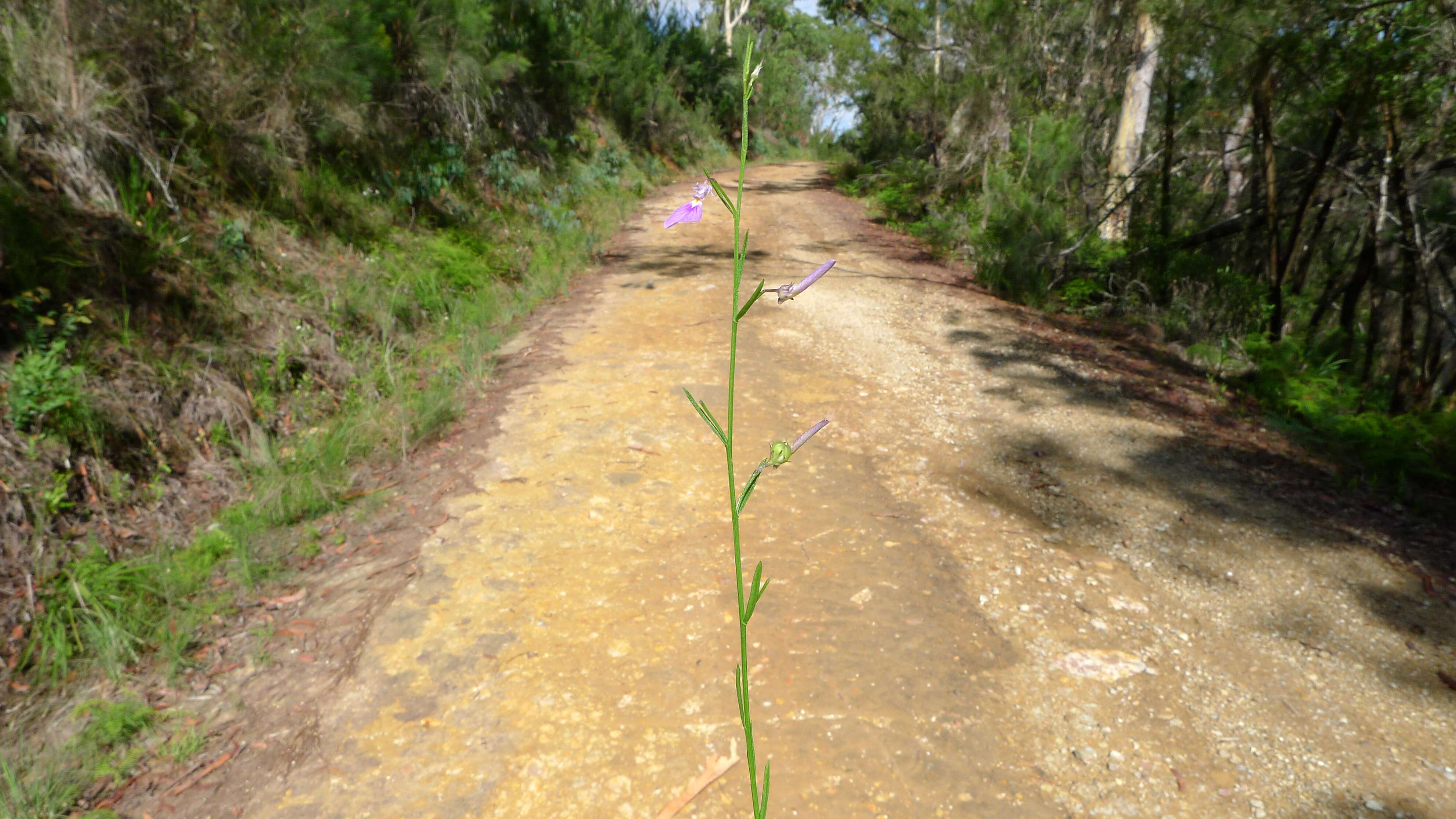 Image of greenviolet