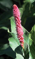 Image of Pinkweeds