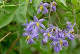 Image of Brazilian nightshade