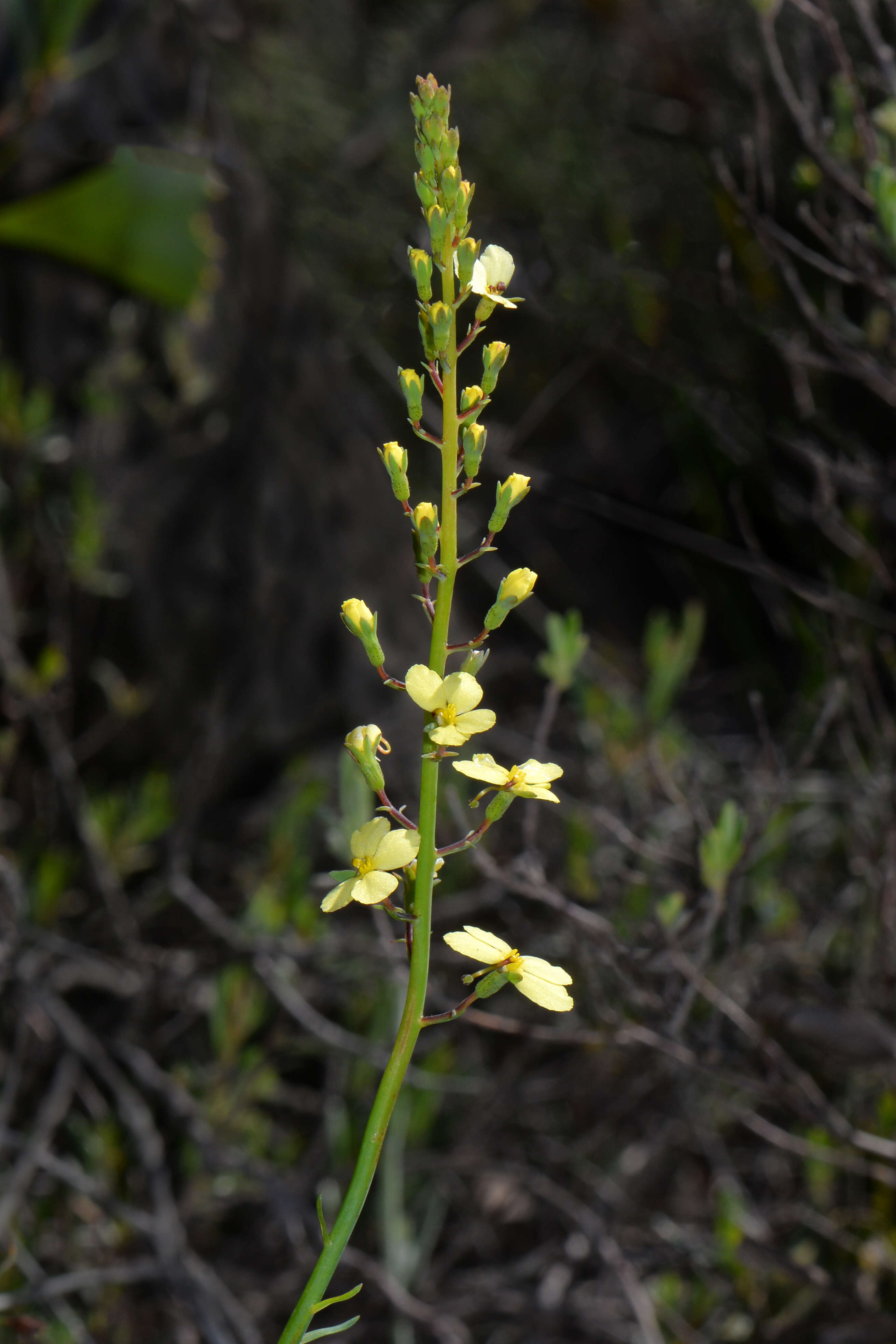 Image de Stylidium hymenocraspedum Wege