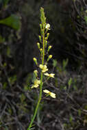 Image of Stylidium hymenocraspedum Wege