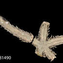 Image of Luidia sagamina aciculata Mortensen 1933