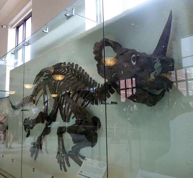 Слика од Centrosaurus Lambe 1905