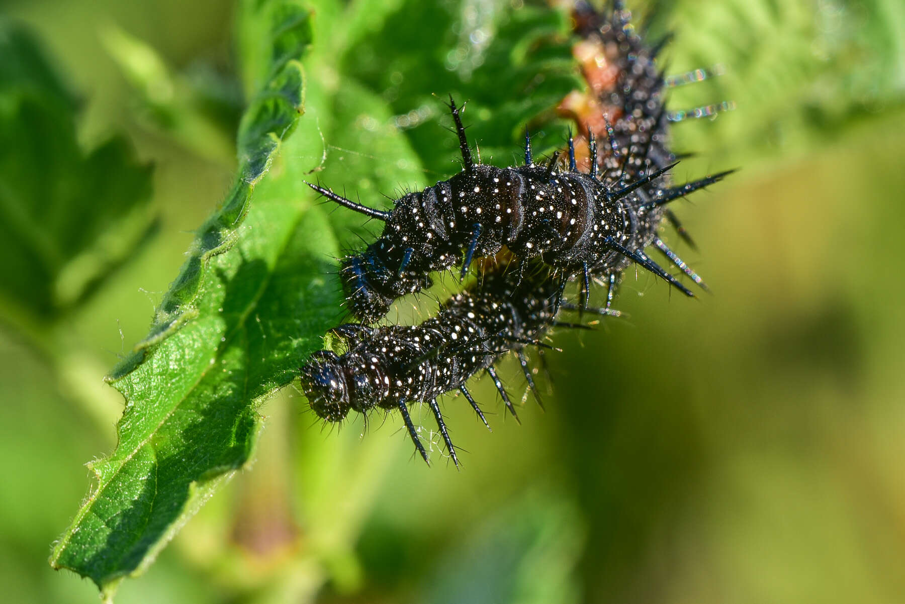 Imagem de Nymphalidae