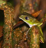 Image of Leaf Frogs