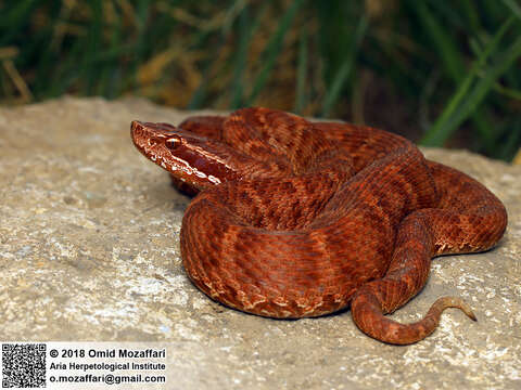 Image of Asian Pitvipers